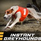 Instant Greyhound Races